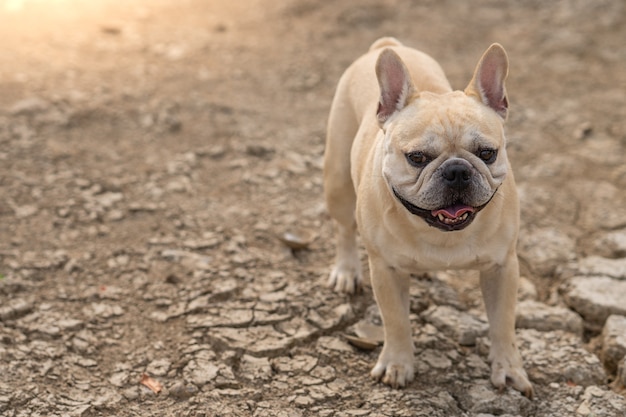 Buldog francuski stojąc na pękniętym polu