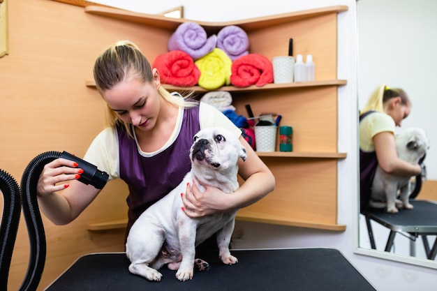 Buldog Francuski W Salonie Fryzjerskim