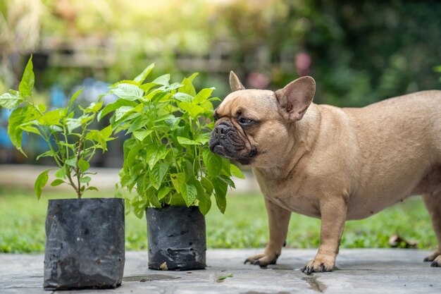 Buldog francuski wącha roślinę w ogrodzie