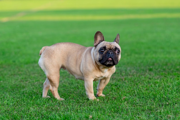 Buldog francuski wyszedł na spacer po zielonej trawie w słoneczny, ciepły dzień