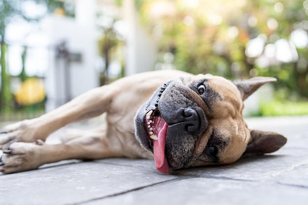 Buldog francuski z wyczerpaniem udarem cieplnym leżący w ogrodzie