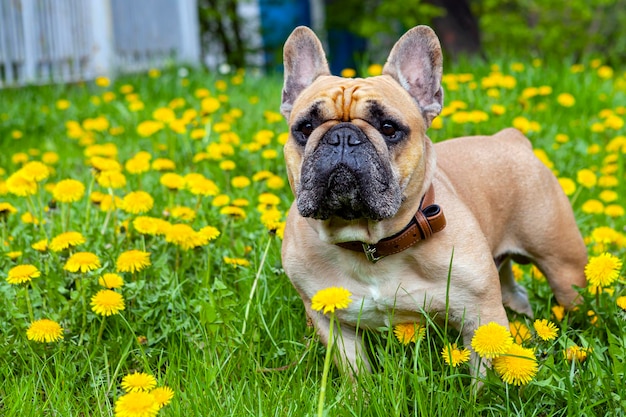 Buldog francuski zbliżenie na tle żółtych mleczy