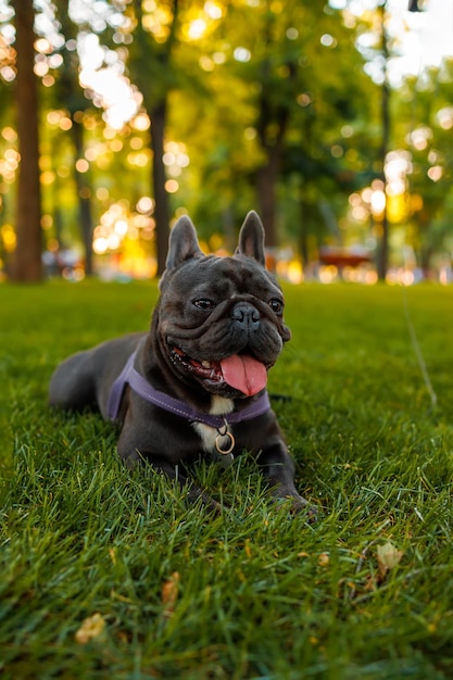 Buldog francuski zbliżenie wystaje język i oddycha, jest spragniony po spacerze w parku