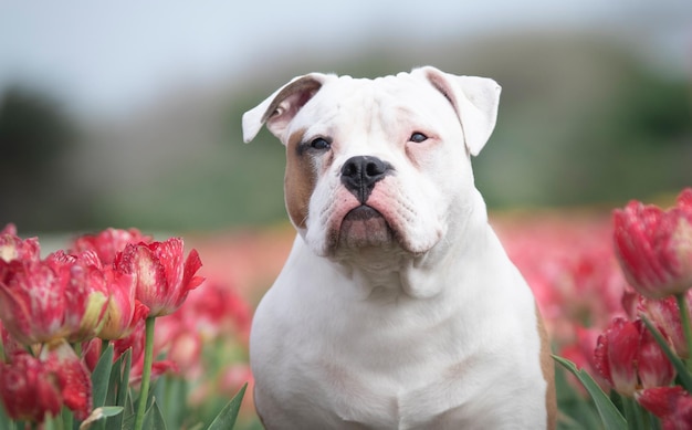 Buldog rasy psów w polu czerwonych tulipanów.