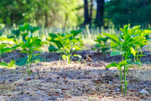 Bułgarskie sadzonki papryki sadzi się w ziemi