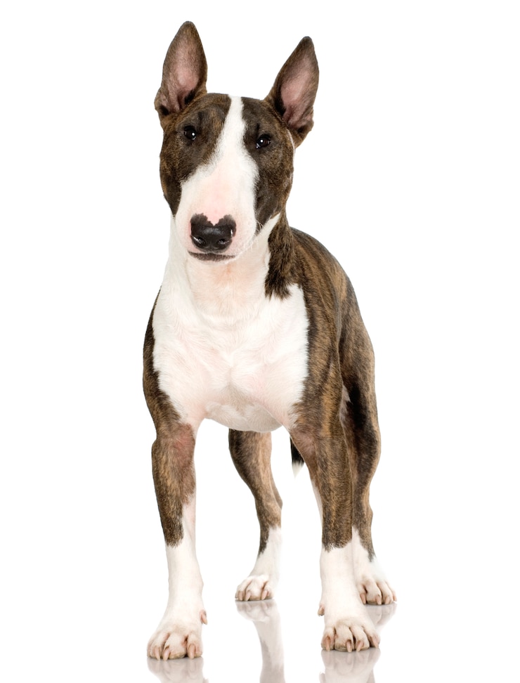 Zdjęcie bull terrier (2 lata)