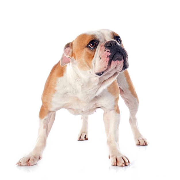 Bulldog Angielski