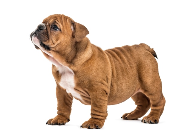 Bulldog Puppy Stojących, Na Białym Tle