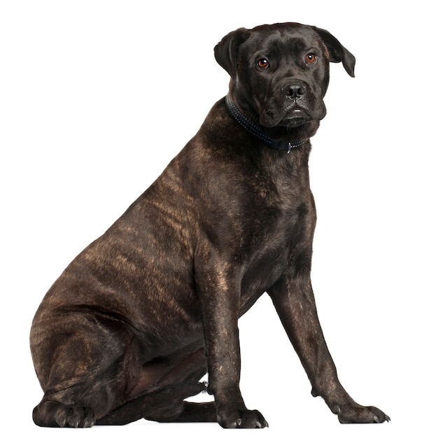 Bullmastiff, 8 miesięcy, siedzi