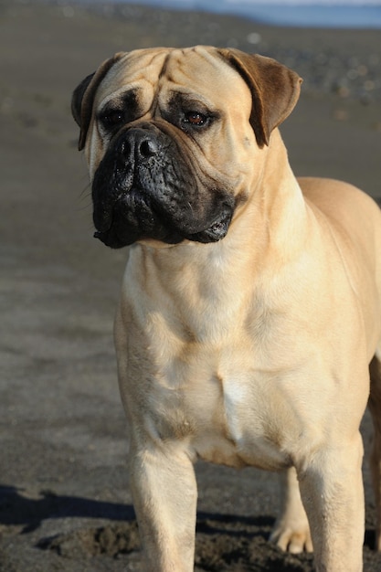 Bullmastiff rasowy pies stojący na piasku na plaży