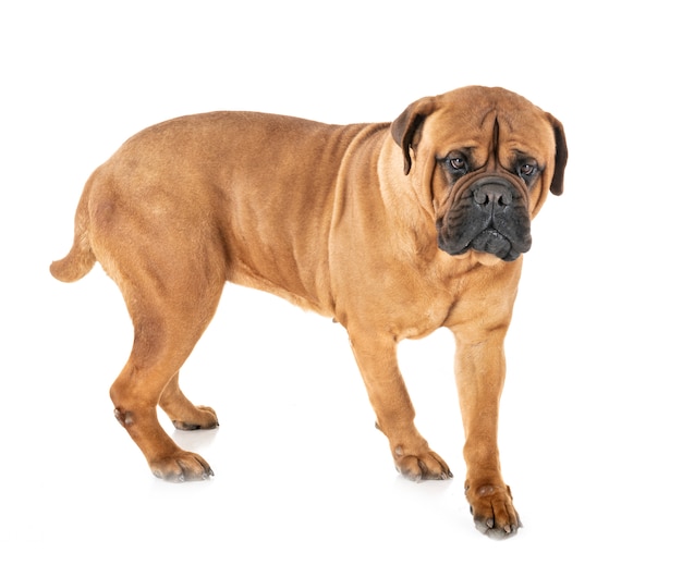 Bullmastiff W Studio