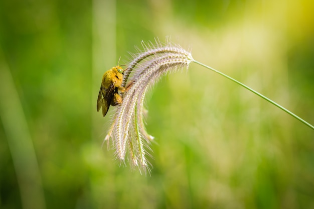 Bumble bee złapać na trawie kwiatów