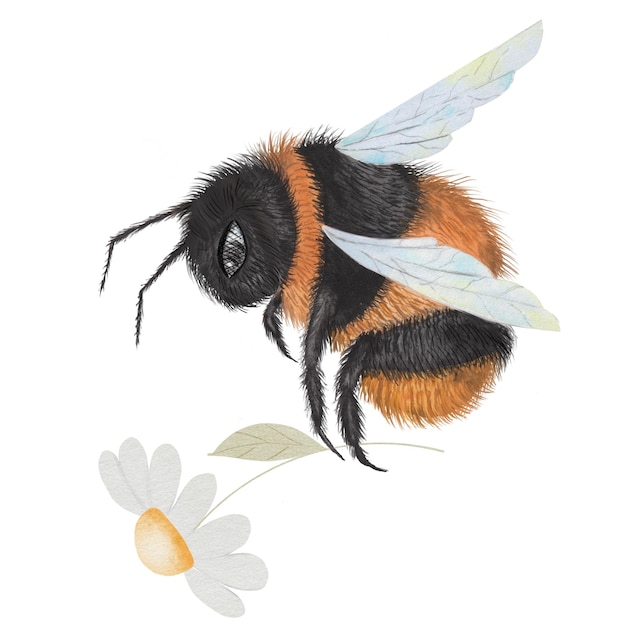 Bumblebee akwarel ręcznie narysowana pszczoła z kwiatem na izolowanym białym tle clip art ogrodu