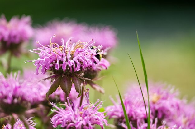 Bumblebee na fioletowym kwiacie mięty