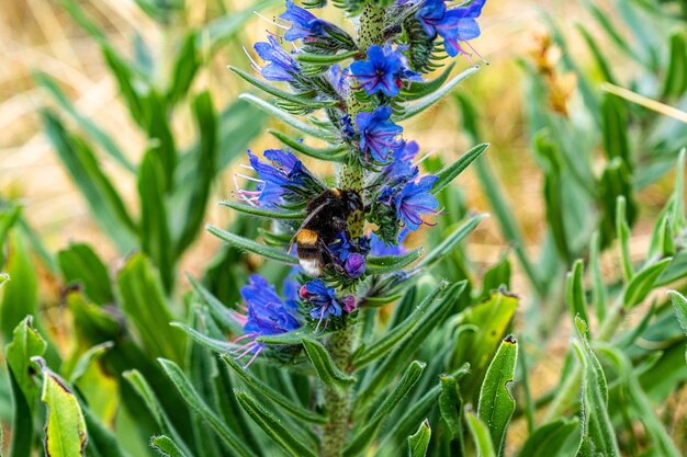 Zdjęcie bumblebee na sylt