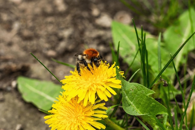 Bumblebee siedzi na kwiat dandelion Wiosna sezonowe uprawy roślin Tradycyjne kwitnące