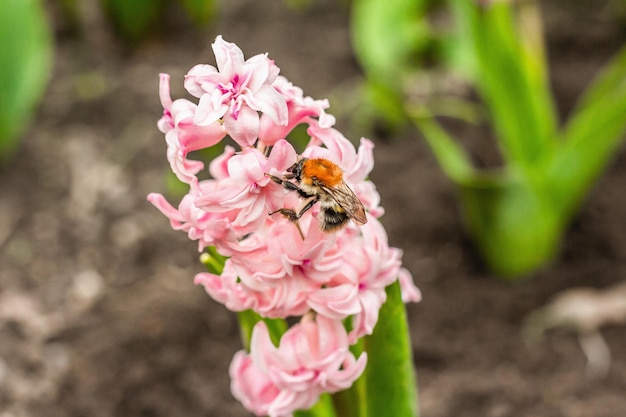 Bumblebee siedzi na ró?owym hiacyncie Wiosna sezonowe uprawy ro?lin Tradycyjne kwitnienie