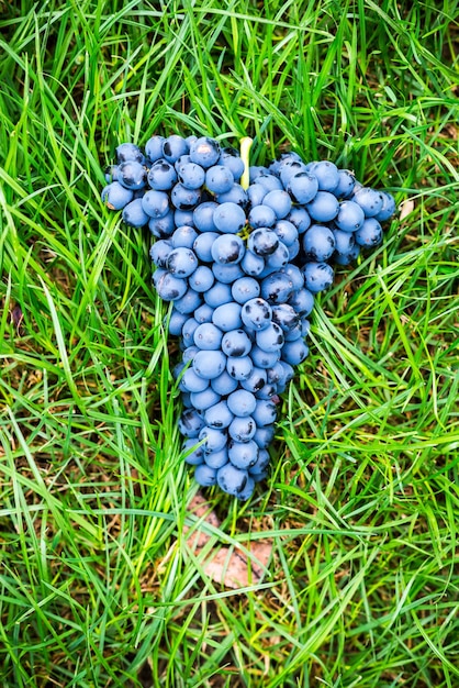 Bunch Of Blue Grapes