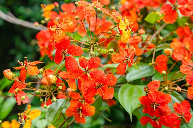 Bunga Phanera Kokiana lub Bauhinia kockiana, rodzaj roślin kwiatowych z rodziny roślin strączkowych