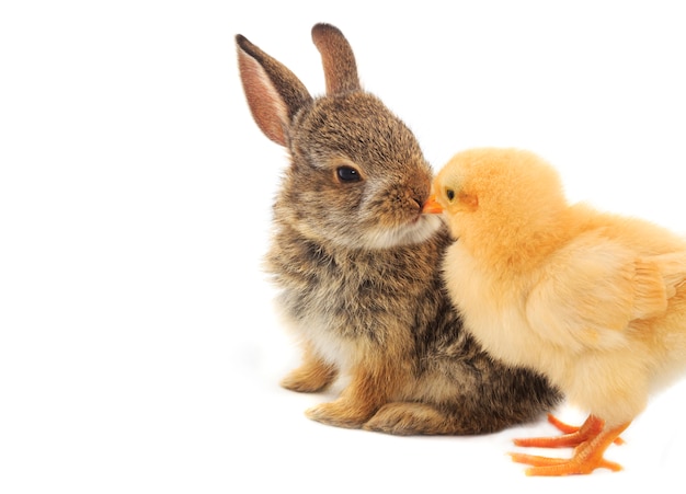 Bunny & Chick