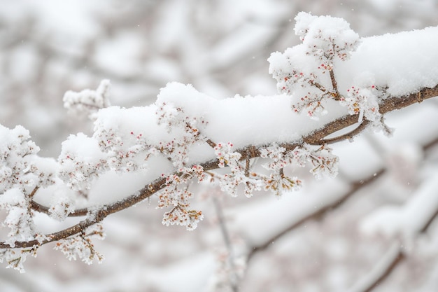 Burza śnieżna Frosty Flourish