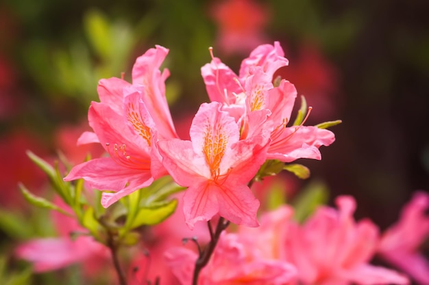 Bush rododendronów w ogrodzie botanicznym Piękne tła kwiatu