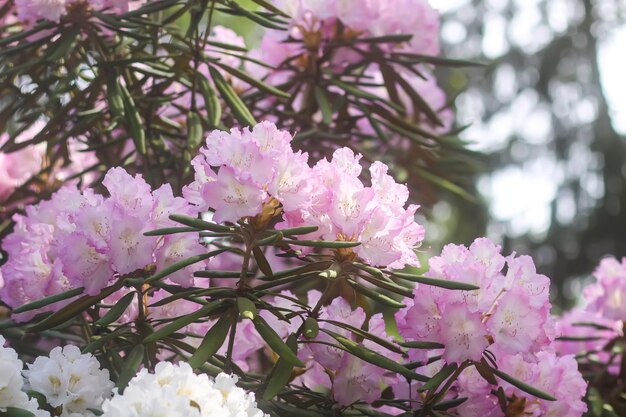 Bush rododendronów w ogrodzie botanicznym Piękne tła kwiatu