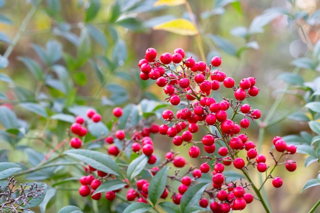 Bush z czerwonymi jagodami focus selektywnej Nandina domestica nandina niebieski Bambus lub Sacred Bambus Piękne naturalne jagody tła