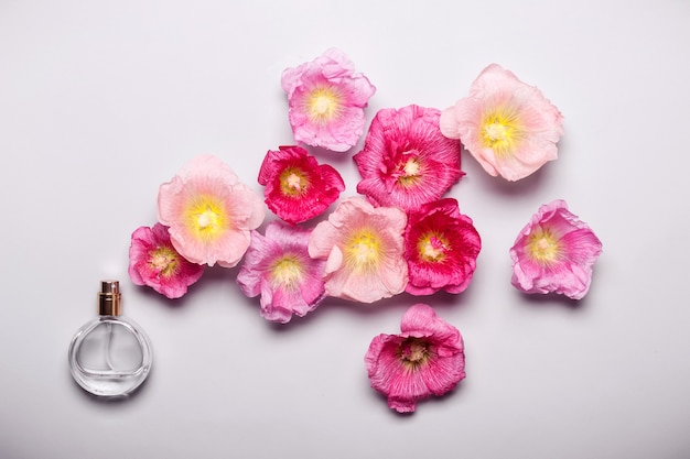 Butelka perfum dla kobiet i różowe kwiaty malwy. Koncepcja piękna minimalizmu
