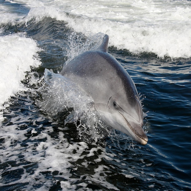 Butlonose Dolphin Sandwich Bay Namibia