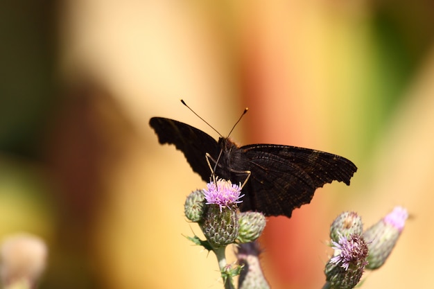 Butterfly Inachis, Paon Du Jour, Paw