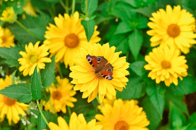 Butterfly Peacock oko na zbliżenie żółty kwiat