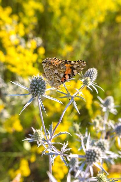 Zdjęcie butterfly zbiera nektar na kwiatku pola.