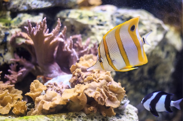 Butterflyfish Copperband Tajlandia pod wodą