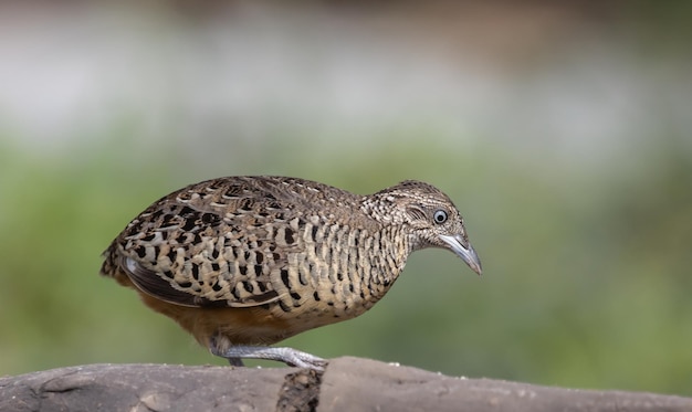 Zdjęcie buttonquail z prętem na zdjęciu zwierzęcym