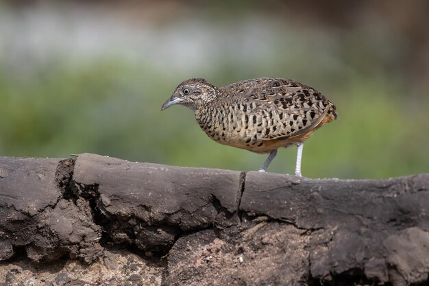 Zdjęcie buttonquail z prętem na zdjęciu zwierzęcym