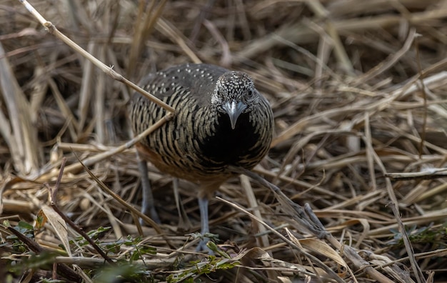 Zdjęcie buttonquail z prętem na zdjęciu zwierzęcym