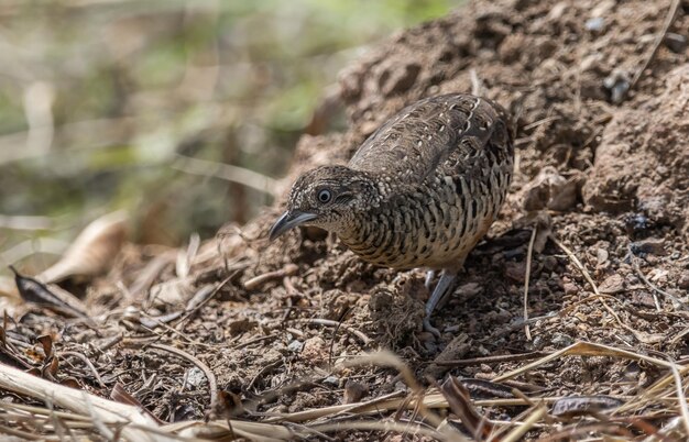 Buttonquail z prętem na zdjęciu zwierzęcym