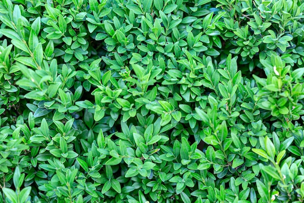 Buxus sempervirens krzew