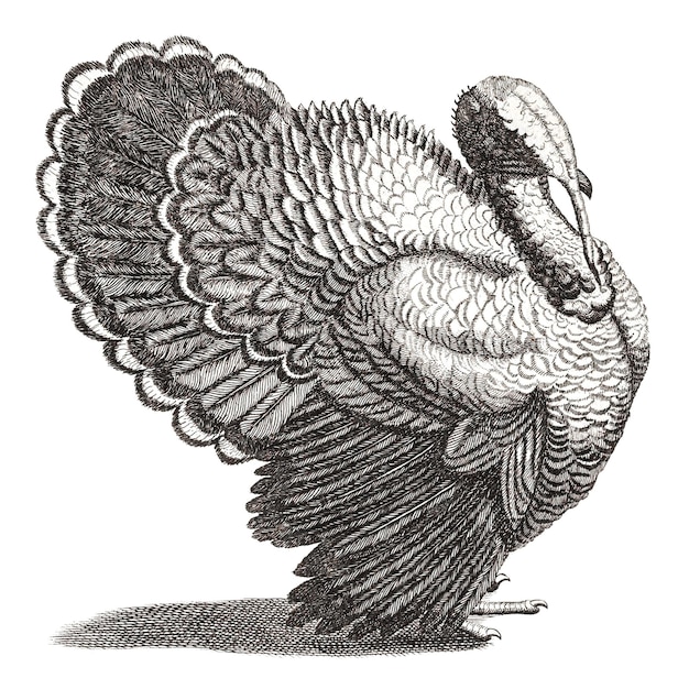 Bw indyka png naklejka ptasia ilustracja vintage