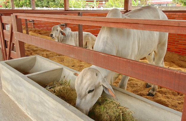 Zdjęcie bydło bydło jedzące na farmie w campina grande paraiba w brazylii