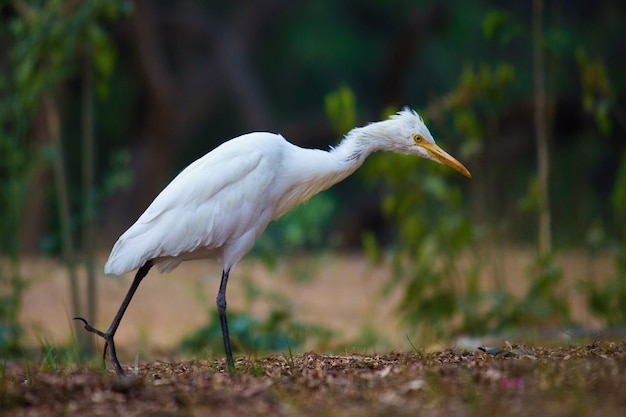 Bydło Egret