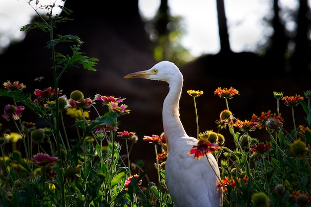 Bydło Egret