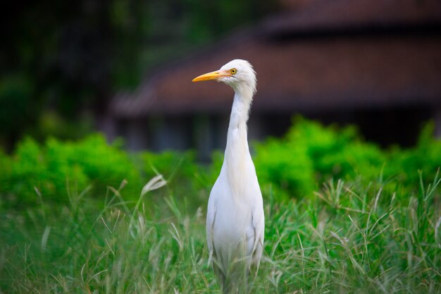 Bydło Egret