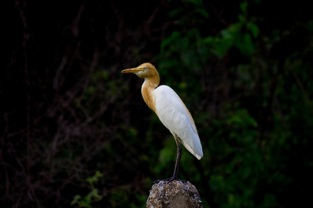 Bydło Egret