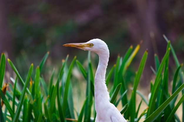 Bydło Egret