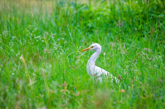 Bydło Egret