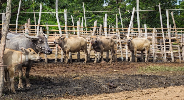 Bydło I Bawoły Są Przedmiotem Handlu. Na Rong Wua Market, Chiang Mai, Tajlandia