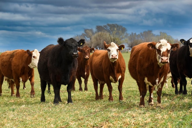 Bydło i cielę ssące argentyńskie krajobrazy La Pampa, Argentyna