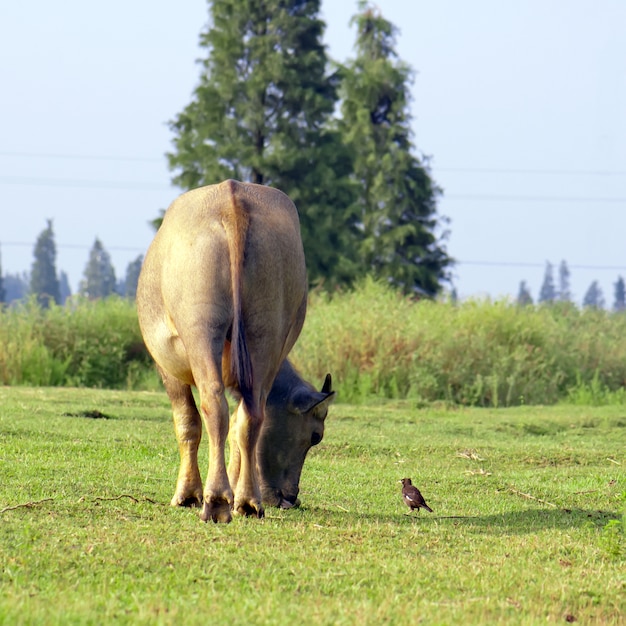 Bydło I Mynah